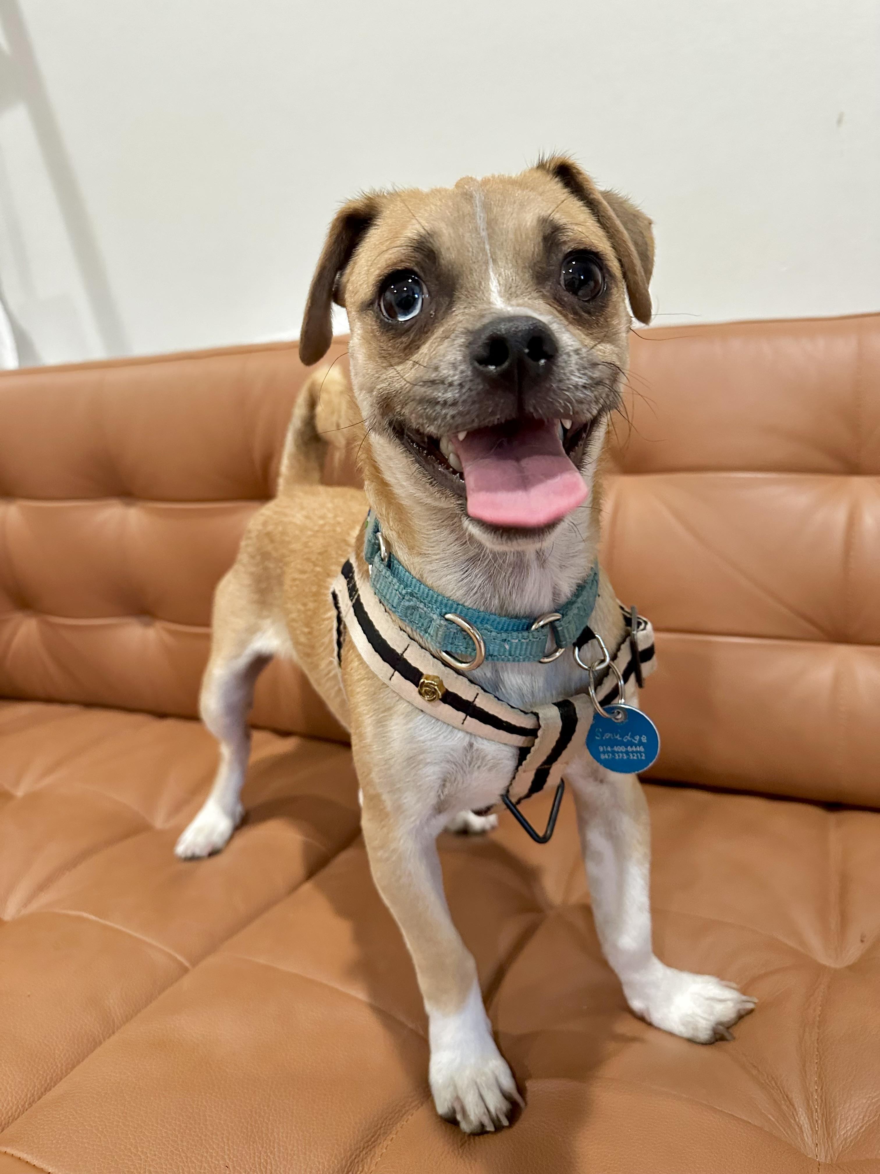 Enlarge Smudge, a Adoptable mixed breed in Pasadena, CA image 4/6