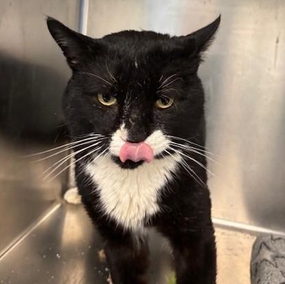 Enlarge Crumpet , a Adoptable Domestic Short Hair in Braintree, MA image 2/6