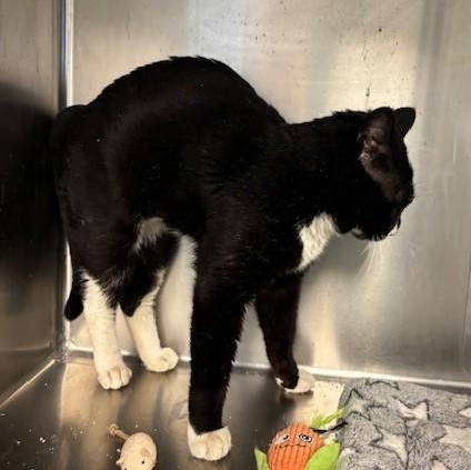 Enlarge Crumpet , a Adoptable Domestic Short Hair in Braintree, MA image 3/6