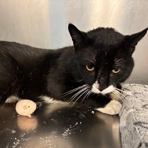 Enlarge Crumpet , a Adoptable Domestic Short Hair in Braintree, MA image 4/6