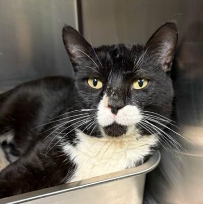 Enlarge Crumpet , a Adoptable Domestic Short Hair in Braintree, MA image 5/6