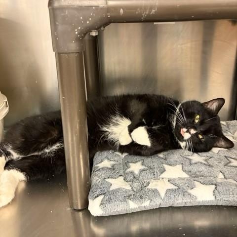 Enlarge Crumpet , a Adoptable Domestic Short Hair in Braintree, MA image 6/6