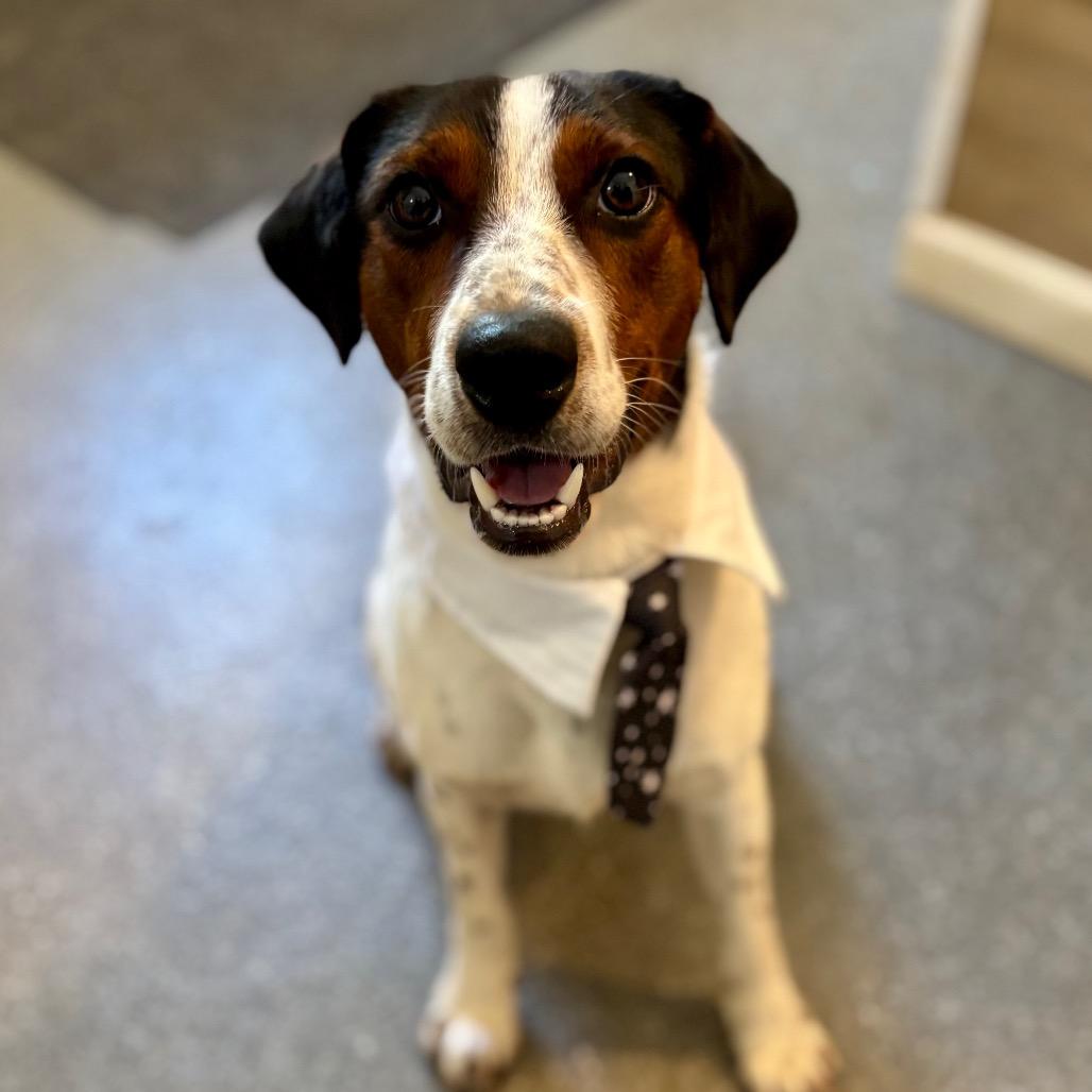 Salvatore, a Adoptable mixed breed in Metamora, MI image 1/6