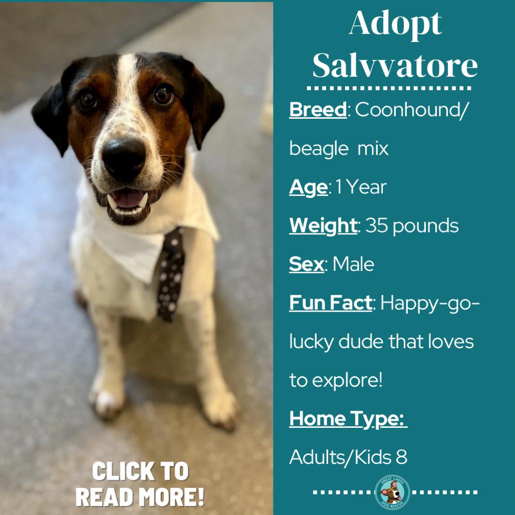 Salvatore, a Adoptable mixed breed in Metamora, MI image 2/6