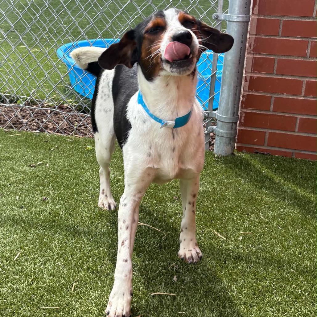Salvatore, a Adoptable mixed breed in Metamora, MI image 3/6