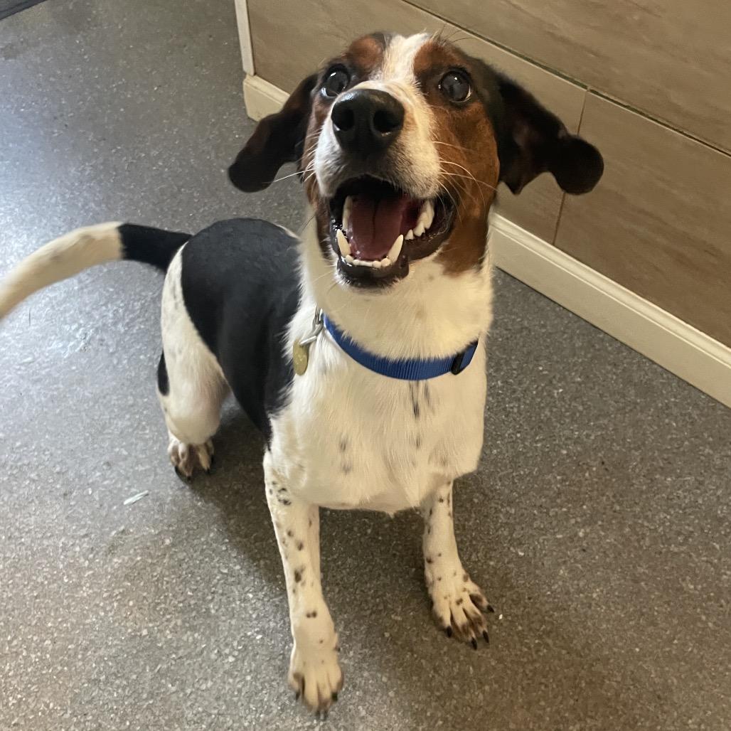 Salvatore, a Adoptable mixed breed in Metamora, MI image 4/6