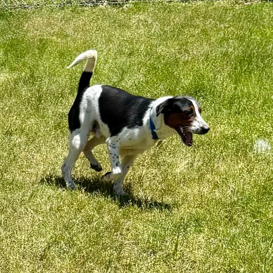 Salvatore, a Adoptable mixed breed in Metamora, MI image 5/6