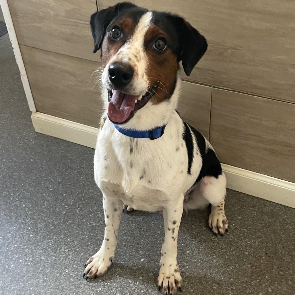 Salvatore, a Adoptable mixed breed in Metamora, MI image 6/6