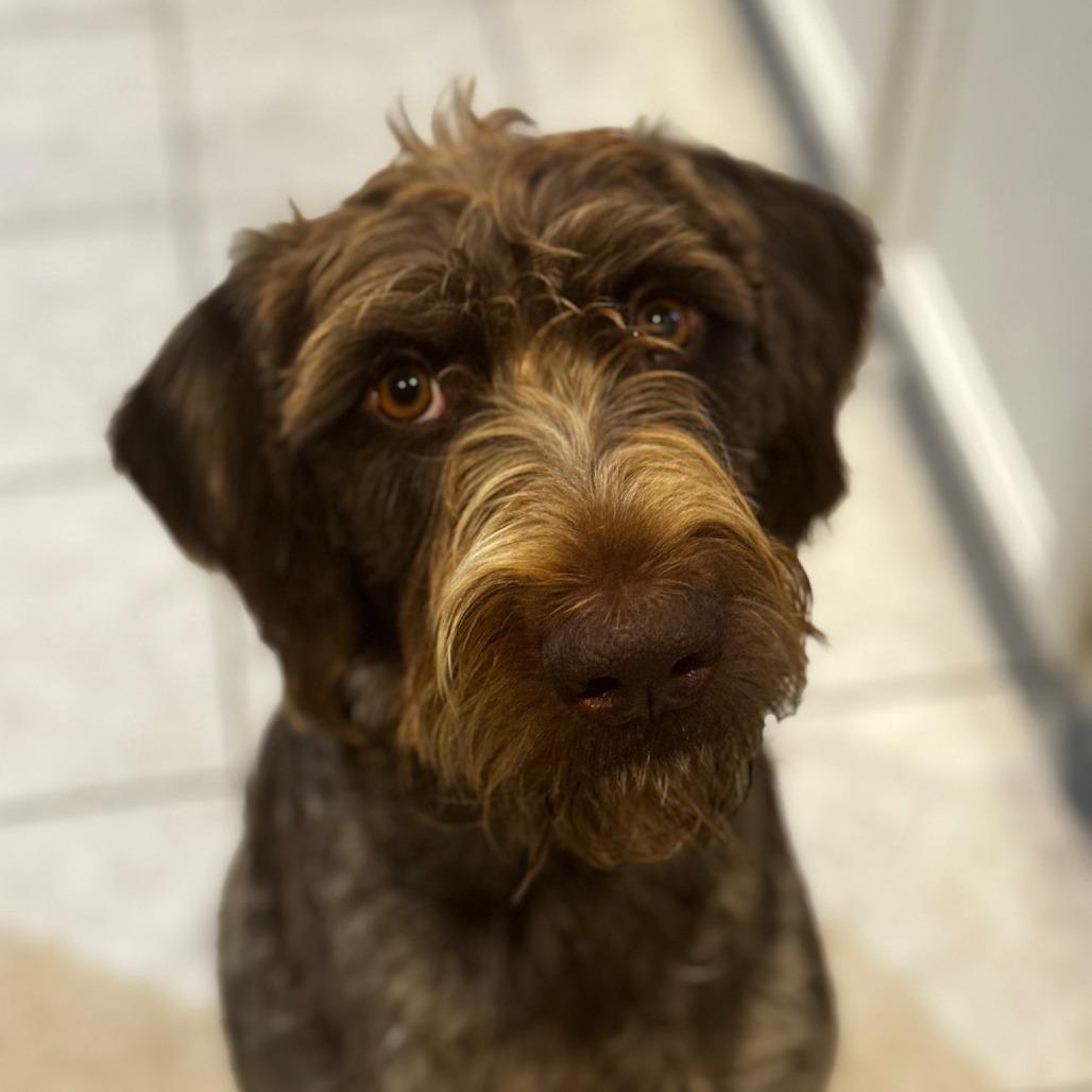Enlarge Wolfie, a Adoptable German Wirehaired Pointer in Hearne, TX image 2/4