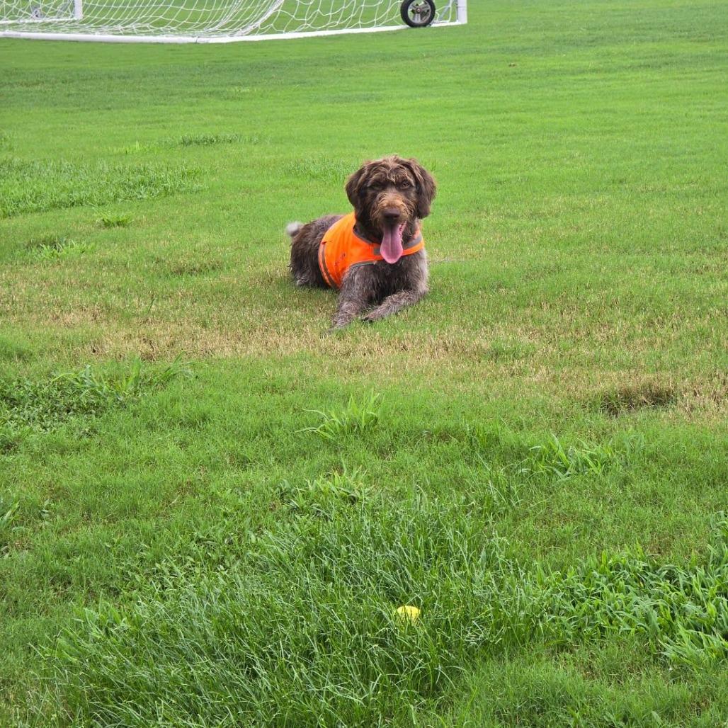 Enlarge Wolfie, a Adoptable German Wirehaired Pointer in Hearne, TX image 3/4