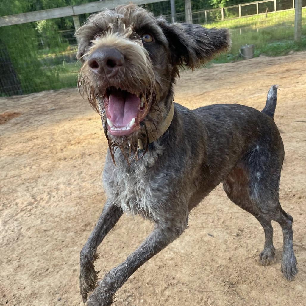 Enlarge Wolfie, a Adoptable German Wirehaired Pointer in Hearne, TX image 4/4