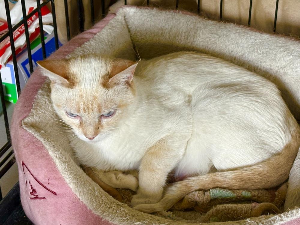 Rosie, Adoptable, Young Female Siamese.