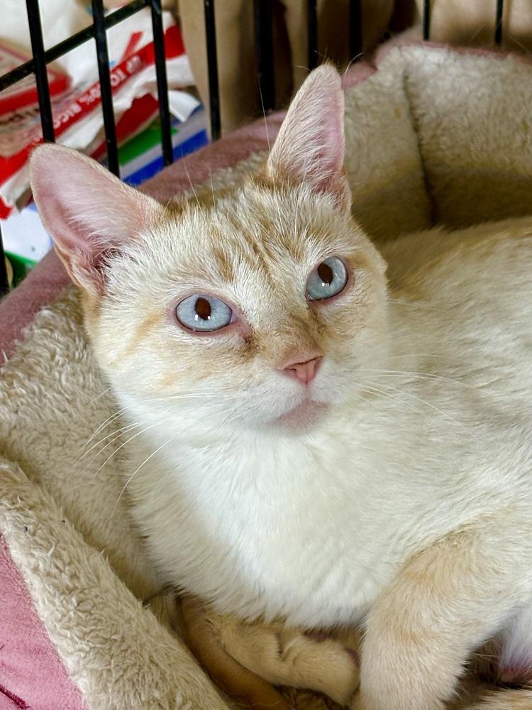 Enlarge Rosie, a Adoptable mixed breed in East Greenville, PA image 4/6