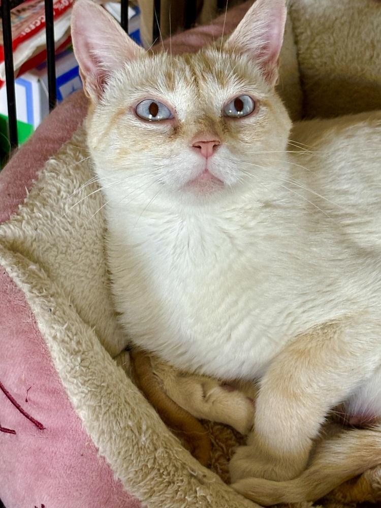 Enlarge Rosie, a Adoptable mixed breed in East Greenville, PA image 6/6