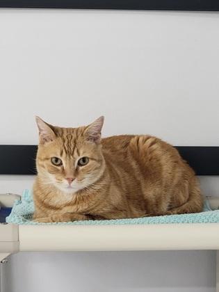 Enlarge Andy, a Adoptable mixed breed in Elmira, NY image 2/3