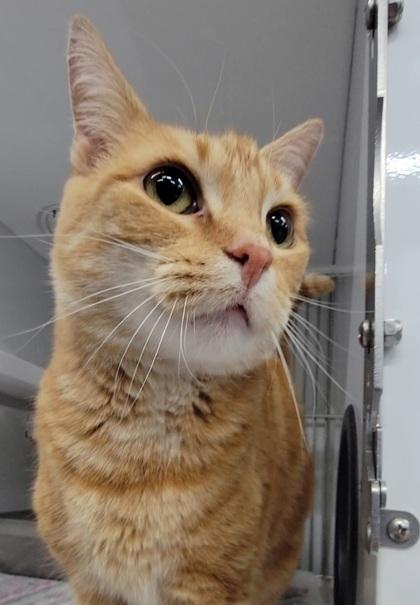 Andy, Adoptable, Kitten Female Domestic Short Hair & Domestic Short Hair.