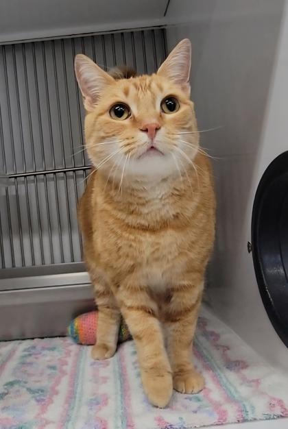 Enlarge Andy, a Adoptable mixed breed in Elmira, NY image 2/2
