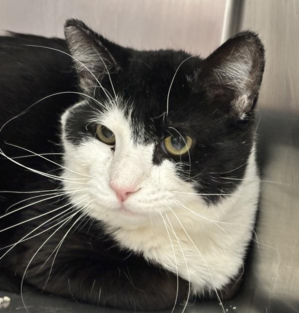 Stanley, Adoptable, Adult Male Domestic Short Hair.