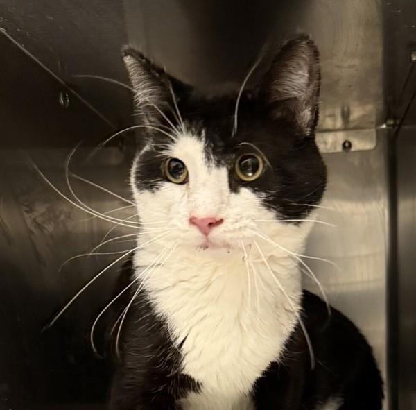 Enlarge Stanley, a Adoptable mixed breed in Golden, CO image 2/2