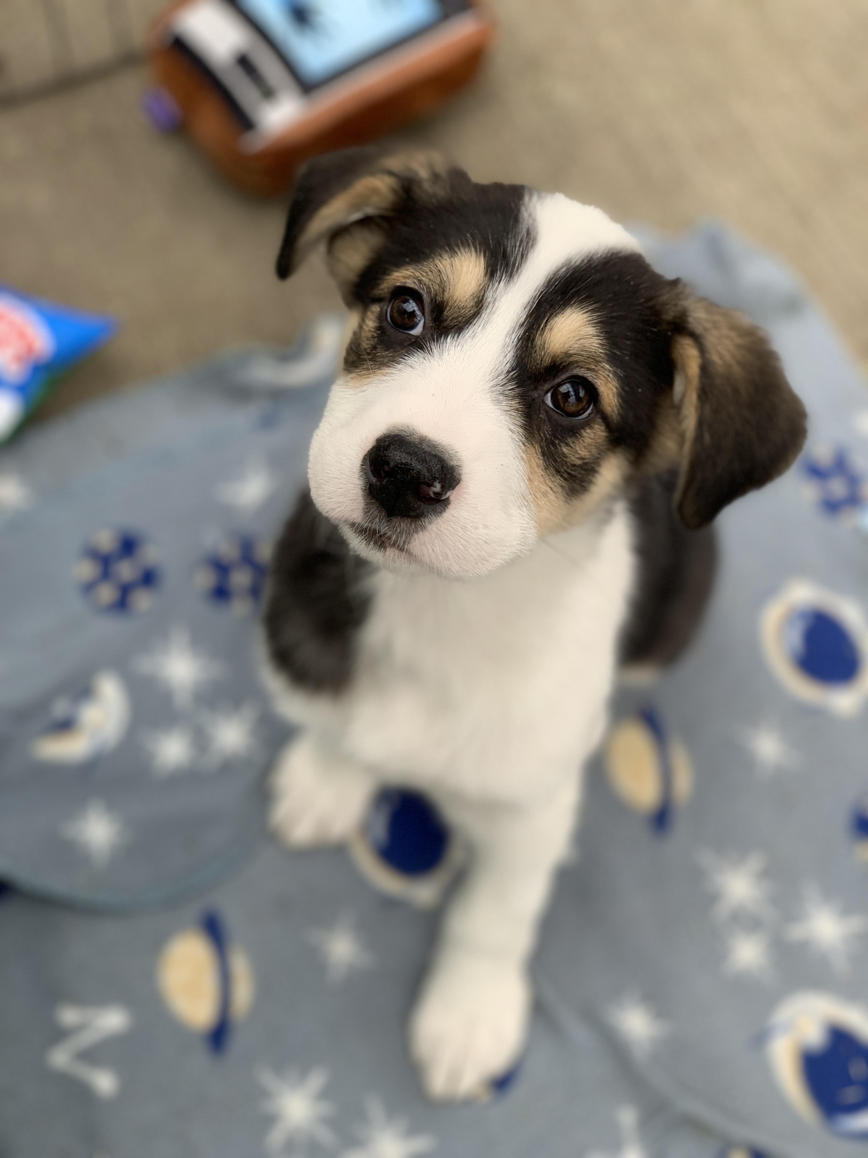 Avery, adopted, Puppy Female Retriever & Collie.