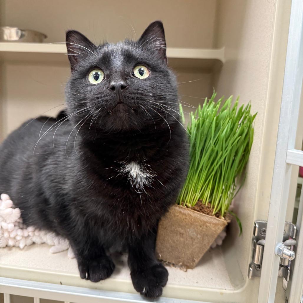 Bardot, Adoptable, Young Male Domestic Short Hair.