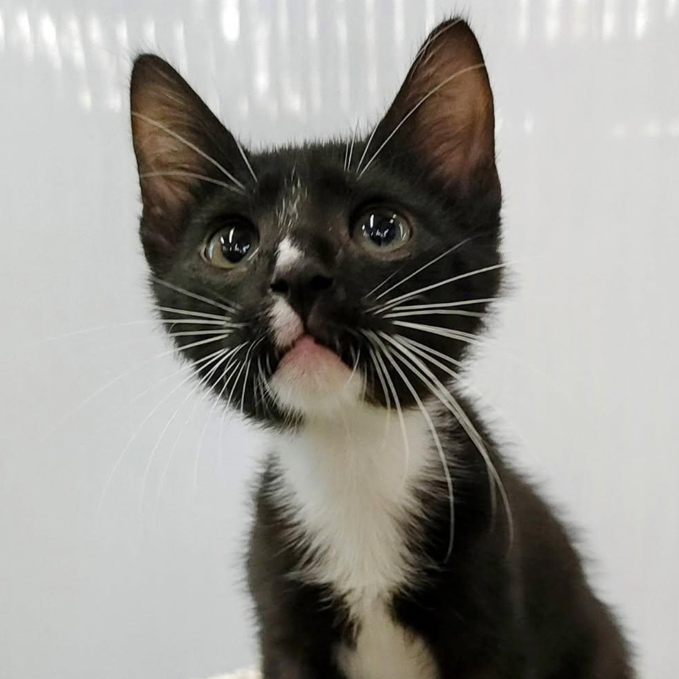 Chapo, Baby Male Tuxedo
