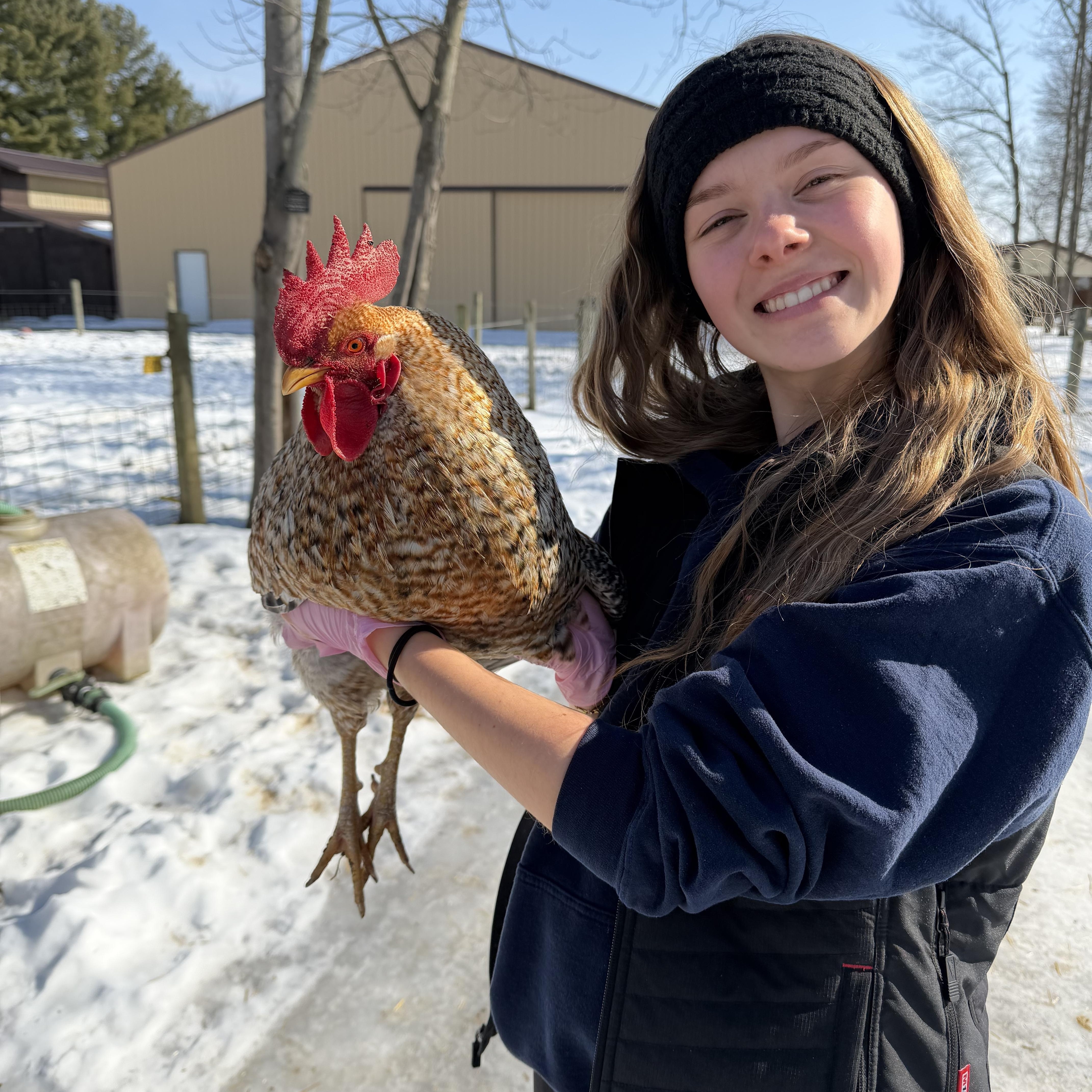 Oatmeal, ADOPTABLE, Adult Male Chicken.