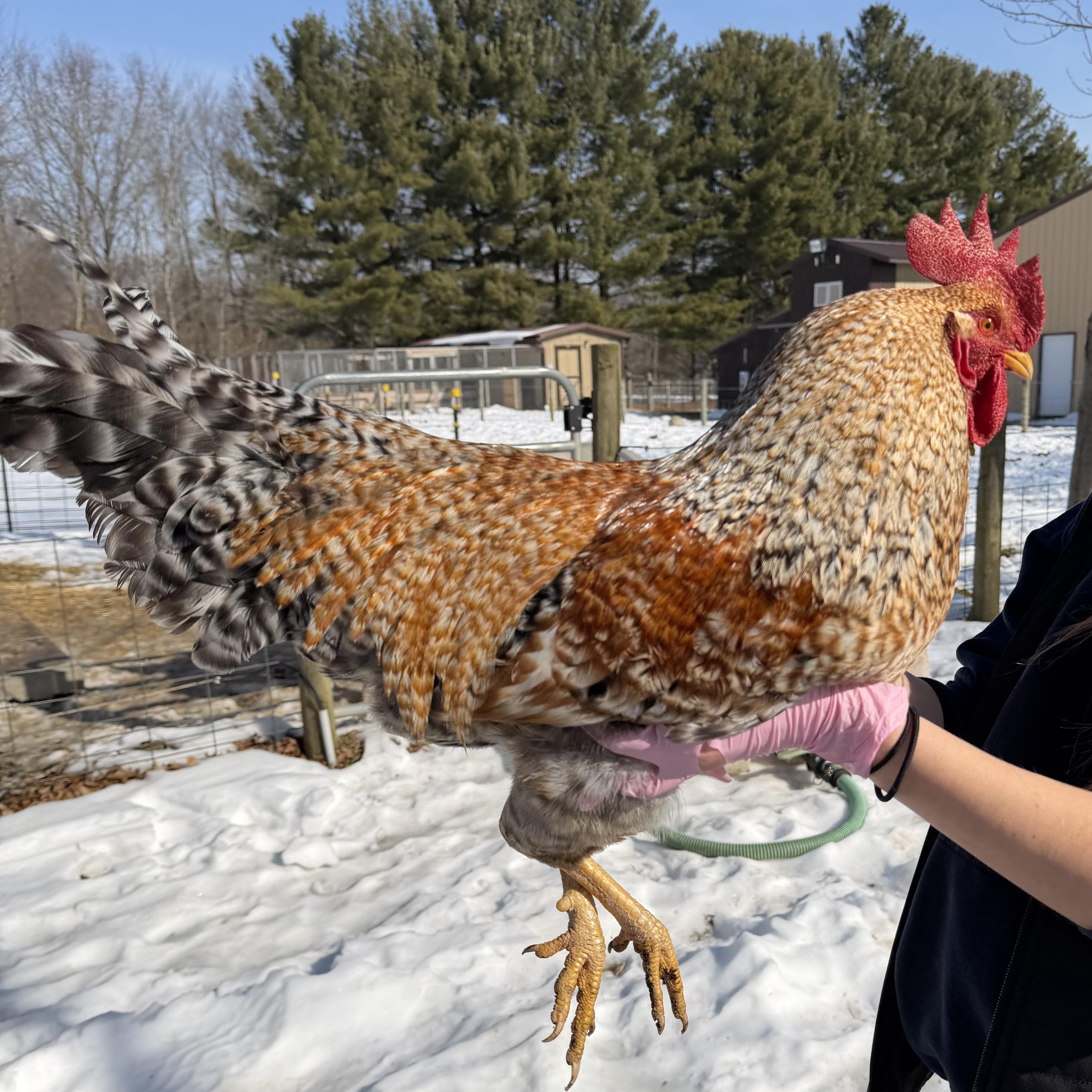 Oatmeal, a ADOPTABLE Chicken in Ravenna, OH image 2/2