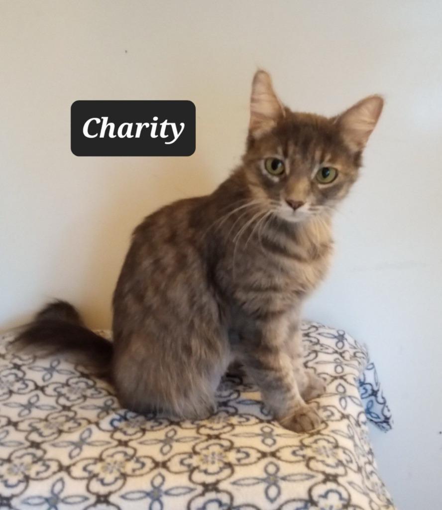 Enlarge Charity, a Adoptable mixed breed in Buffalo, MO image 1/1