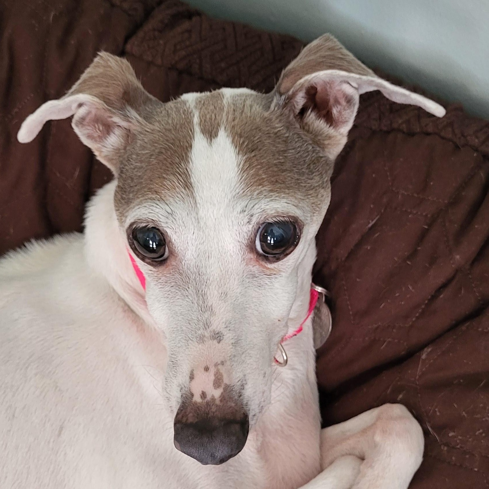 Calypso - North East Texas, Adoptable, Senior Female Italian Greyhound.