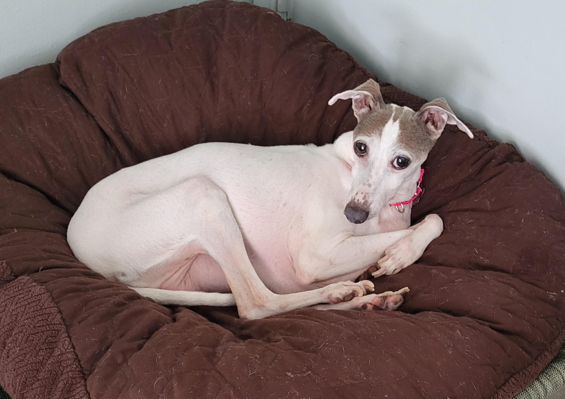 Calypso - Houston, Adoptable, Senior Female Italian Greyhound.