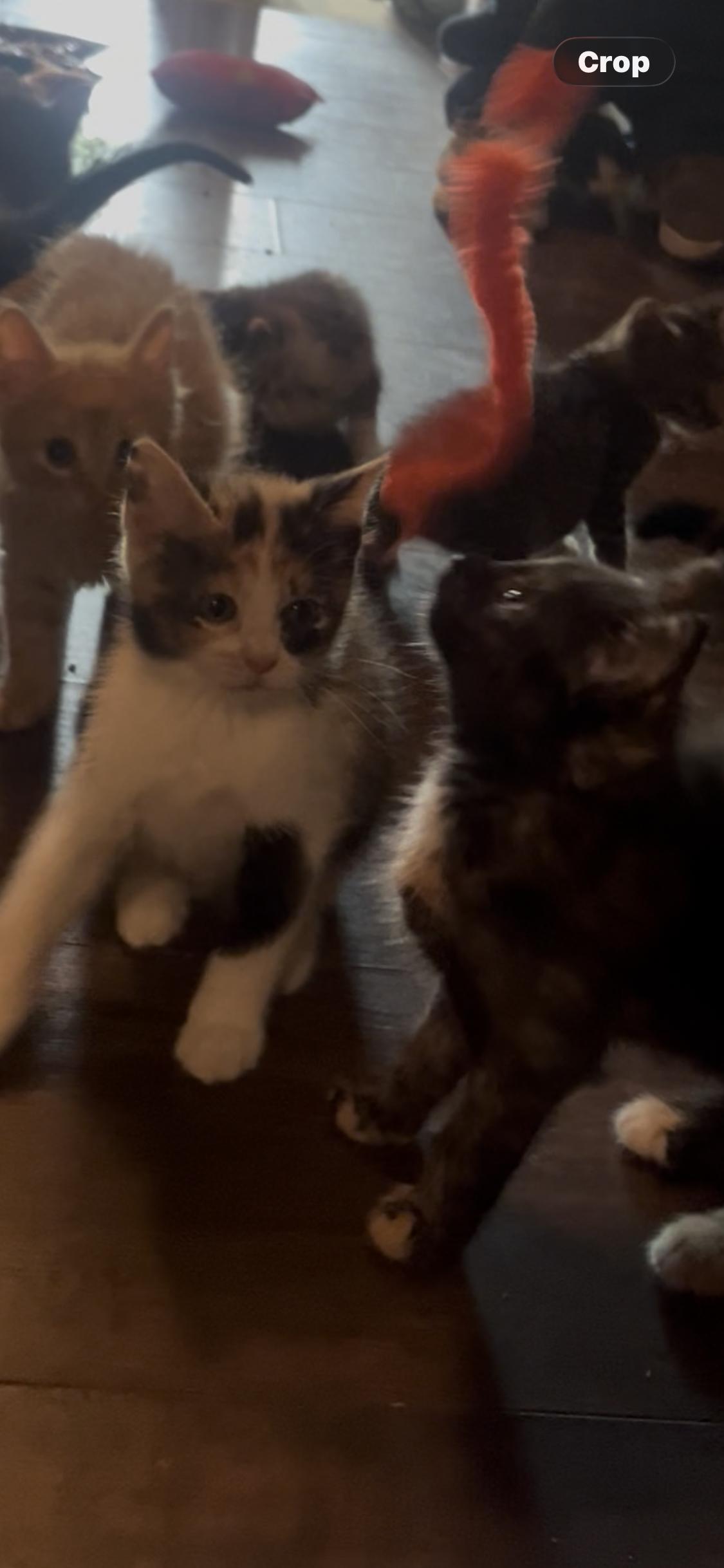 Nala, an adopted Calico in Newark valley, NY image 4/5