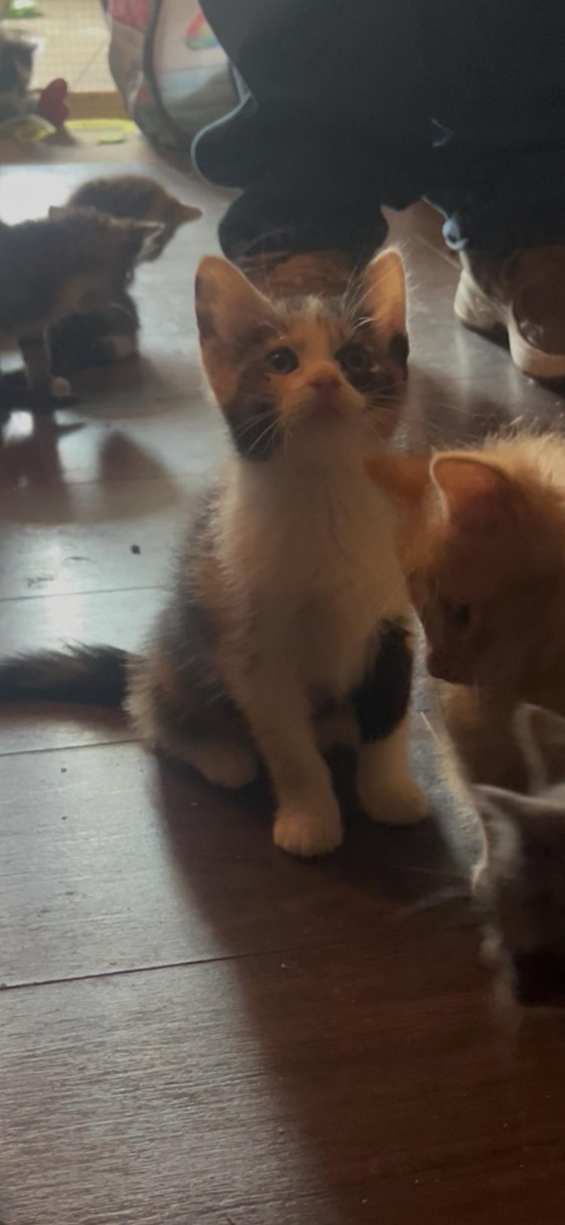 Nala, adopted, Kitten Female Calico.