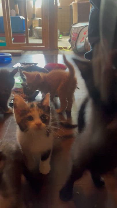 Enlarge Nala, an adopted Calico in Newark valley, NY video 3/5