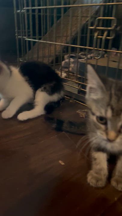 Enlarge Nala, an adopted Calico in Newark valley, NY video 2/5