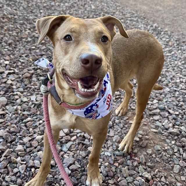 LUNA, Adoptable, Young Female Labrador Retriever & Mixed Breed.
