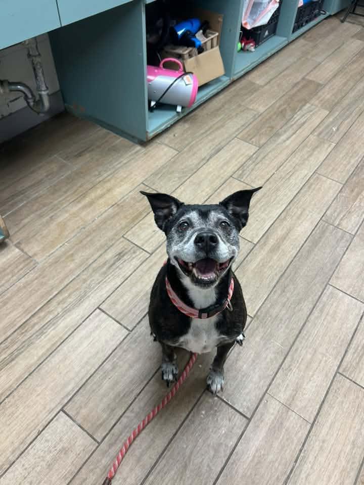 Gladys, Adoptable, Senior Female Labrador Retriever.