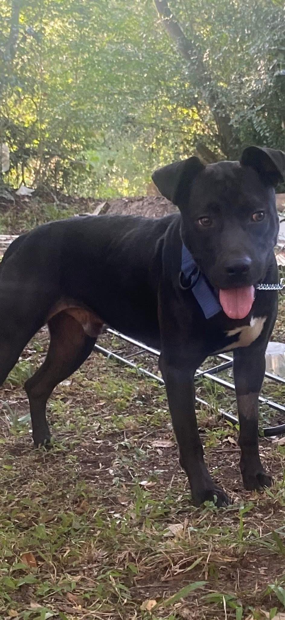 Enlarge Angelo, a Adoptable American Staffordshire Terrier in Bronson, TX image 1/2