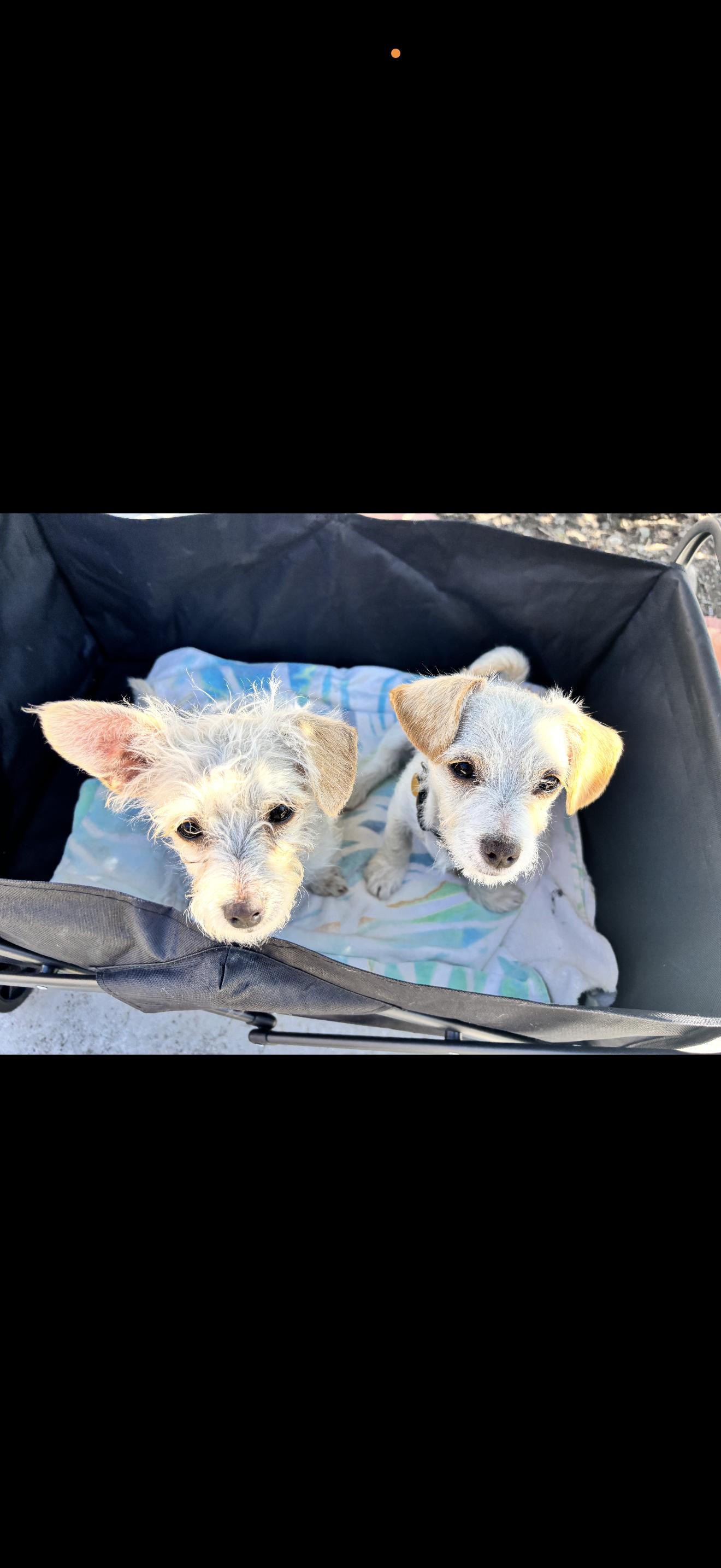 Enlarge Toffe and Toby , a ADOPTABLE Maltese in Rancho Cucamonga , CA image 5/6
