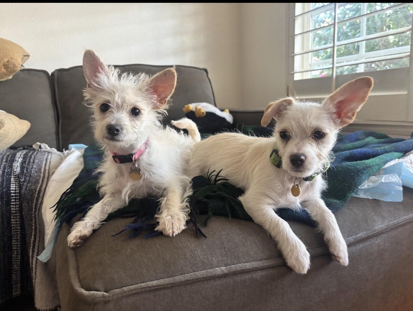 Enlarge Toffe and Toby , a ADOPTABLE Maltese in Rancho Cucamonga , CA image 1/6