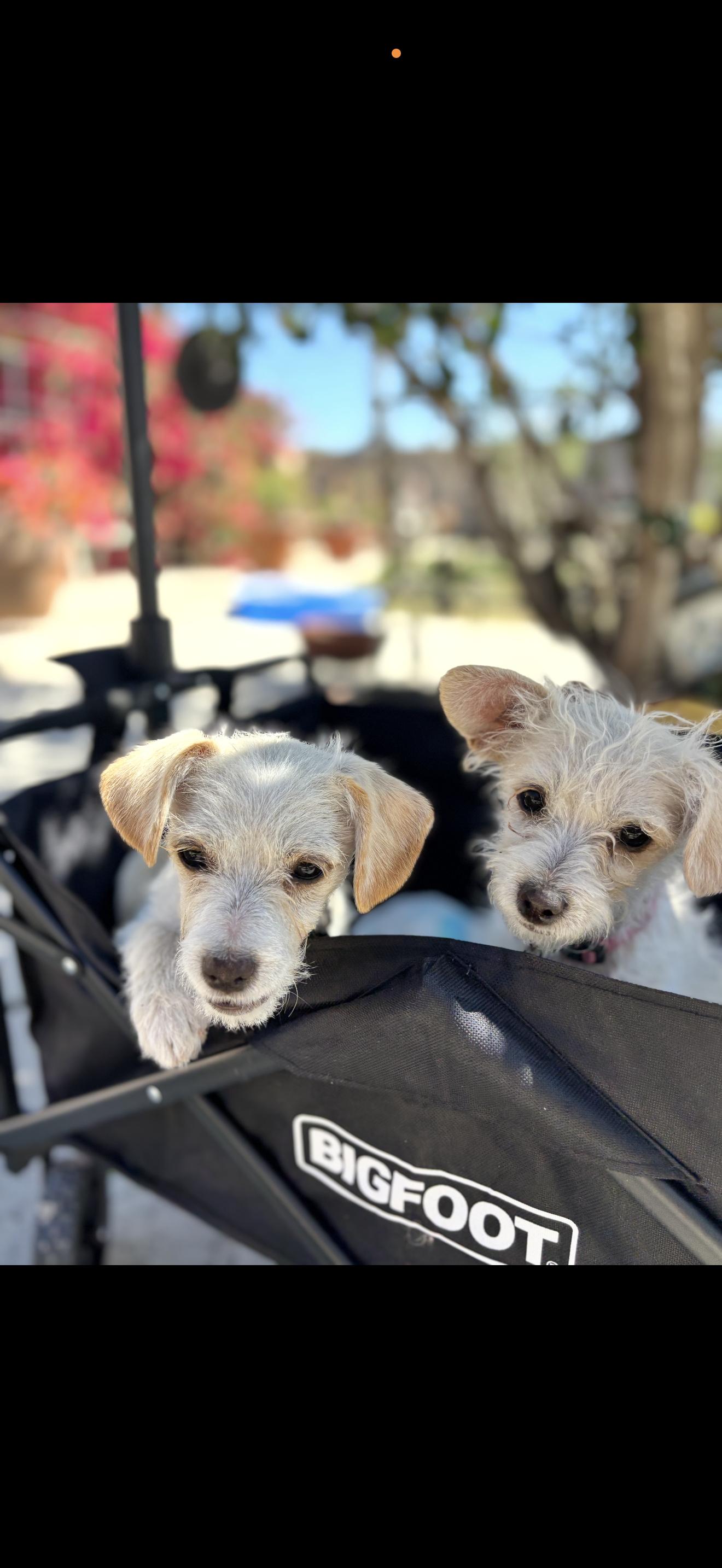 Enlarge Toffe and Toby , a ADOPTABLE Maltese in Rancho Cucamonga , CA image 2/6