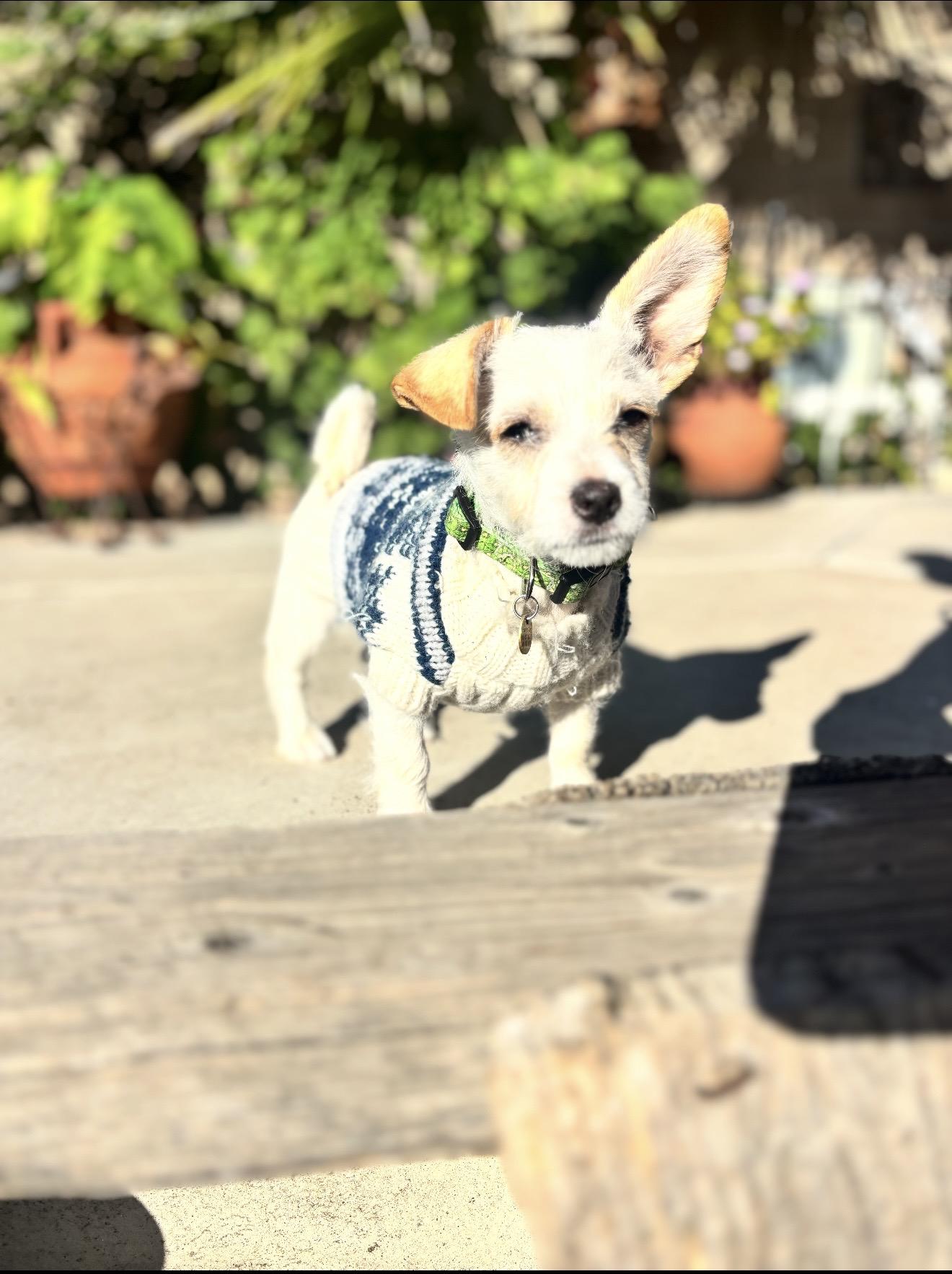 Enlarge Toffe and Toby , a ADOPTABLE Maltese in Rancho Cucamonga , CA image 3/6