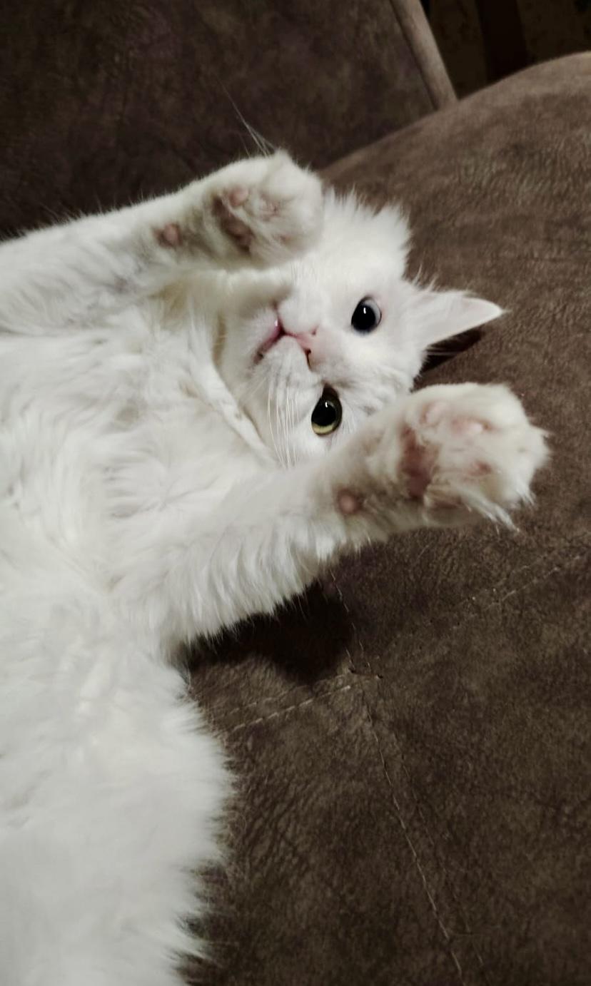 Enlarge Fulla, the Beautiful Turkish Angora, a ADOPTABLE Turkish Angora in Somerset, NJ image 2/4