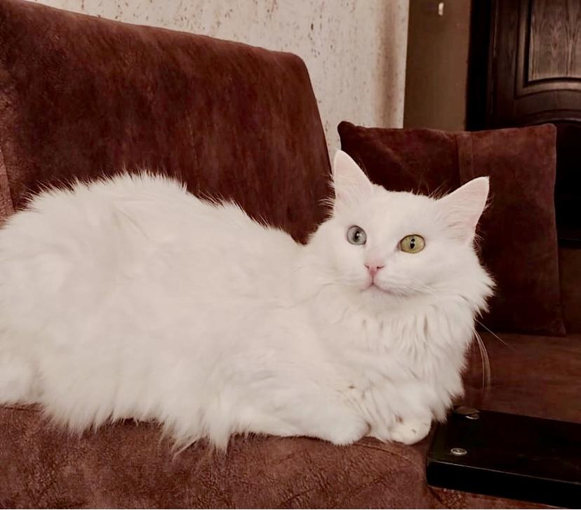 Fulla, the Beautiful Turkish Angora, ADOPTABLE, Adult Female Turkish Angora.