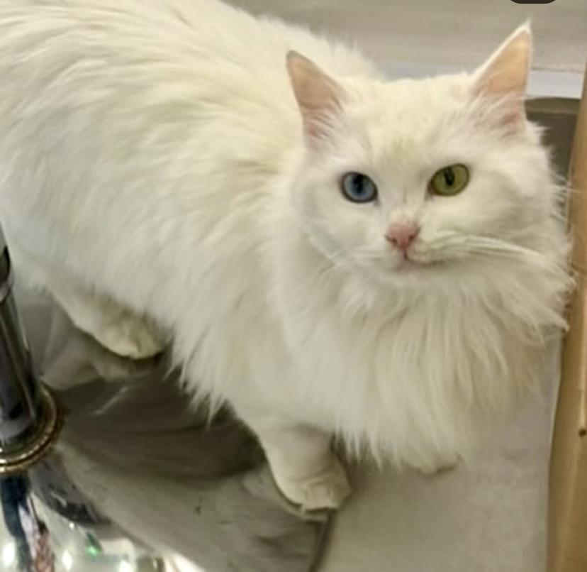 Enlarge Fulla, the Beautiful Turkish Angora, a ADOPTABLE Turkish Angora in Somerset, NJ image 3/4