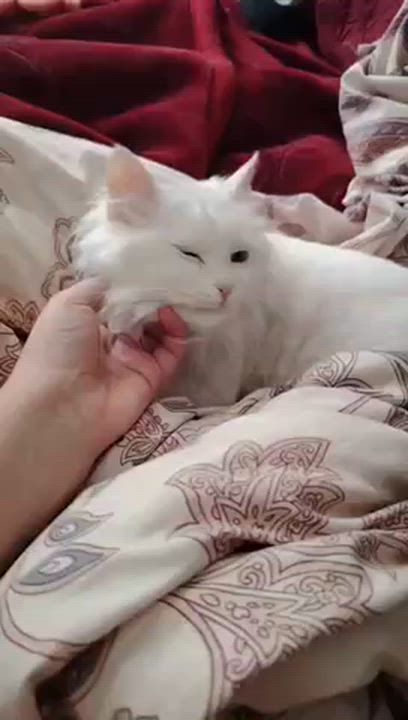 Enlarge Fulla, the Beautiful Turkish Angora, a ADOPTABLE Turkish Angora in Somerset, NJ video 4/4