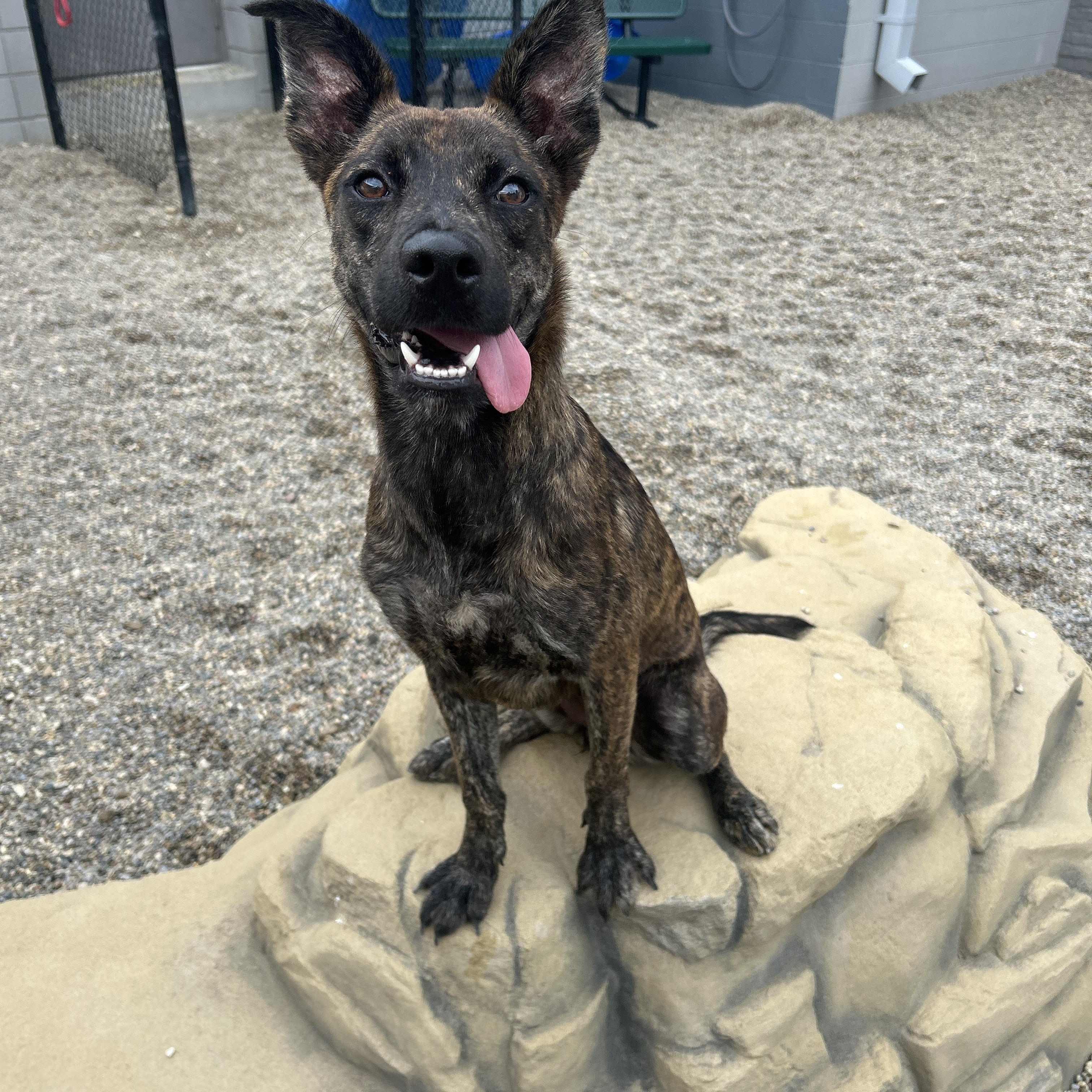 Enlarge Kauai, a Adopted mixed breed in Detroit, MI image 5/6