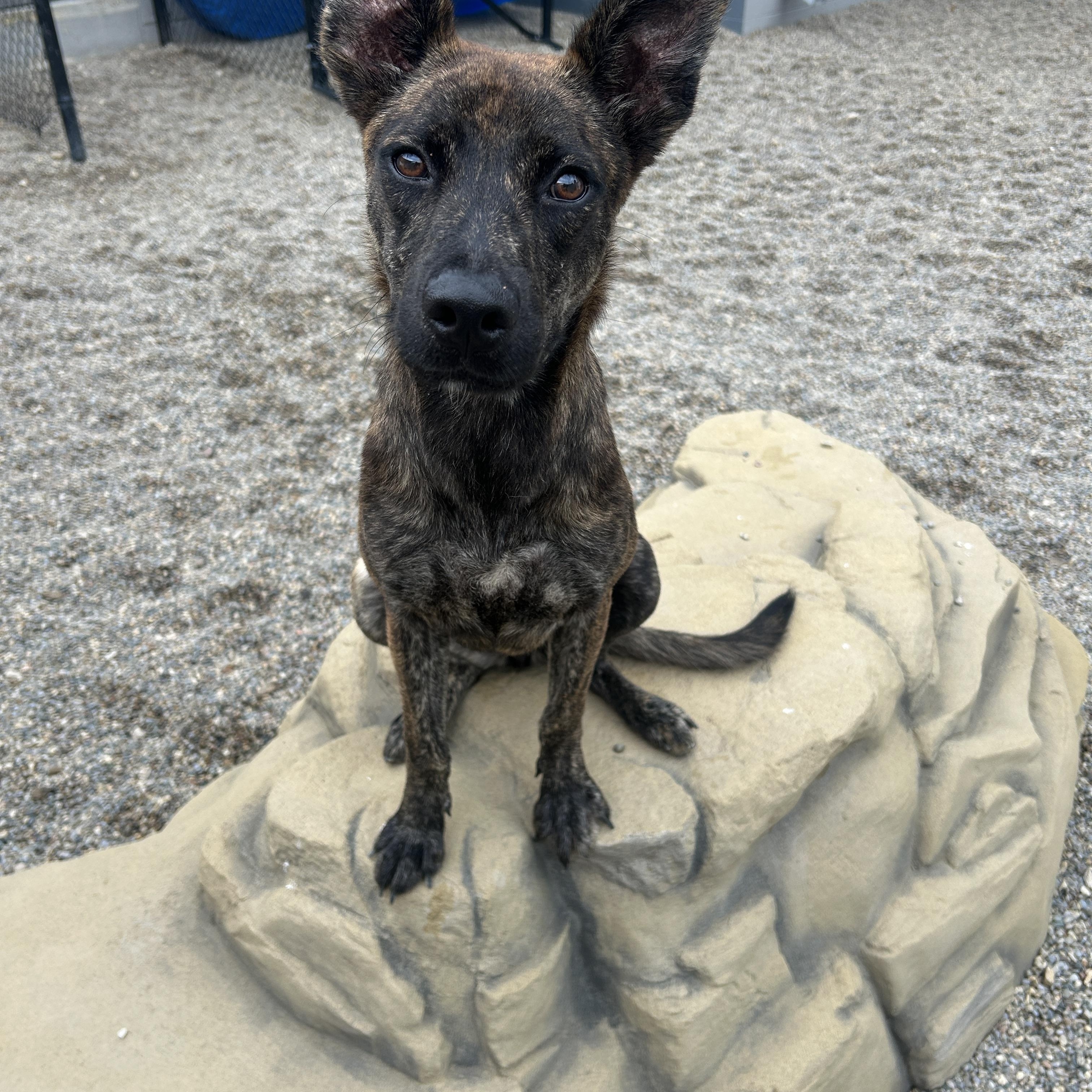 Enlarge Kauai, a Adopted mixed breed in Detroit, MI image 6/6