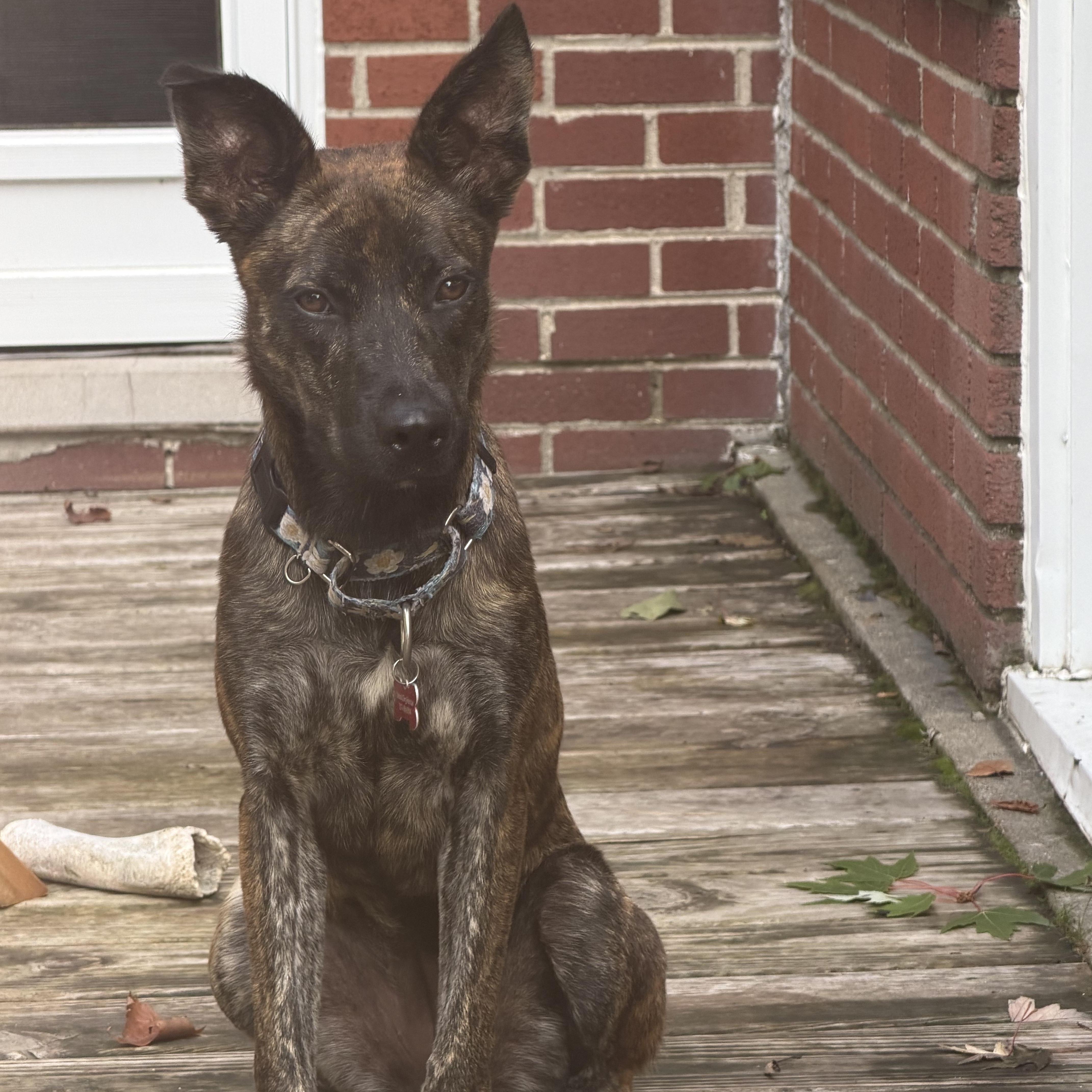 Enlarge Kauai, a Adopted mixed breed in Detroit, MI image 2/6