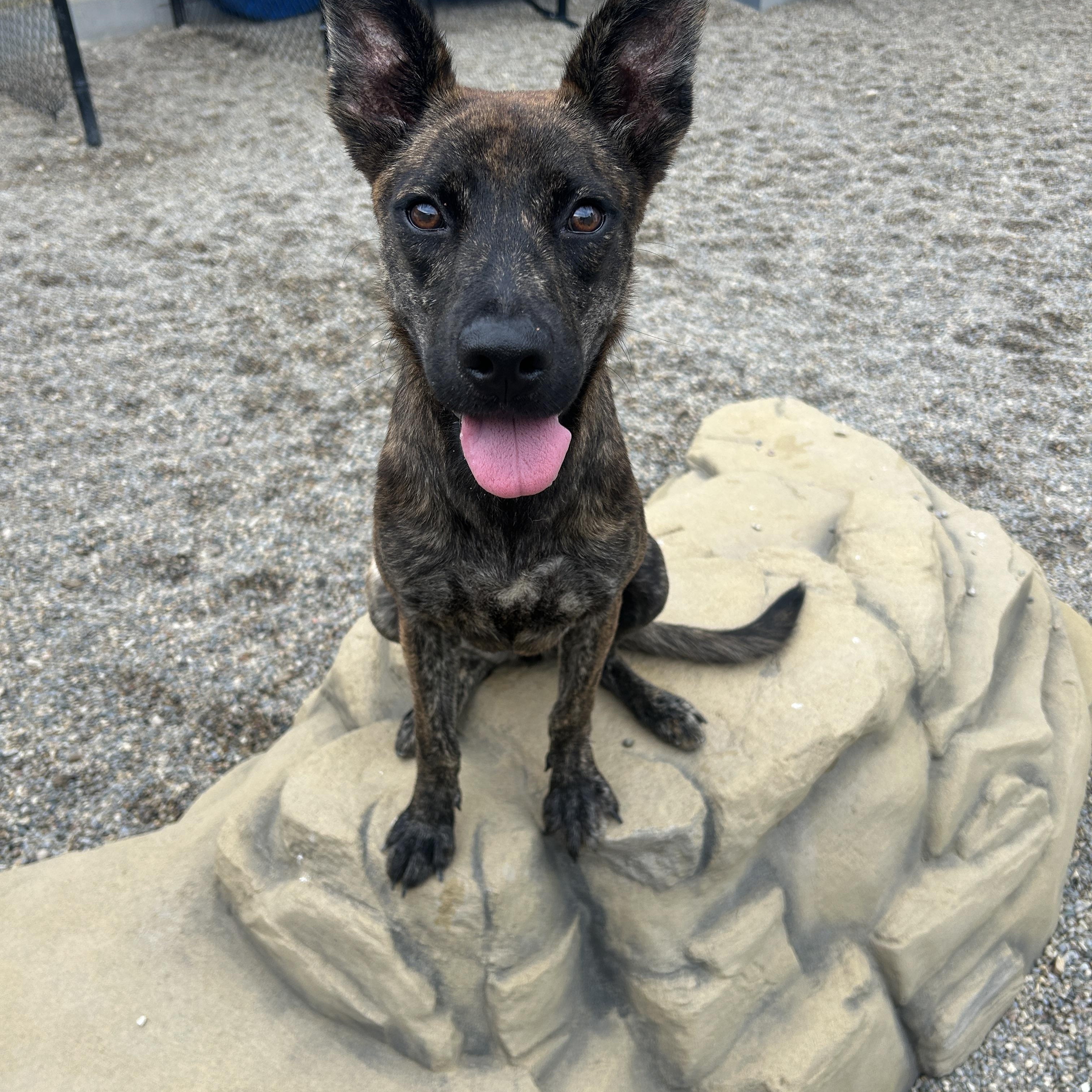 Enlarge Kauai, a Adopted mixed breed in Detroit, MI image 4/6